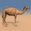 Pro Camel 8K - 3d animated model 3D model