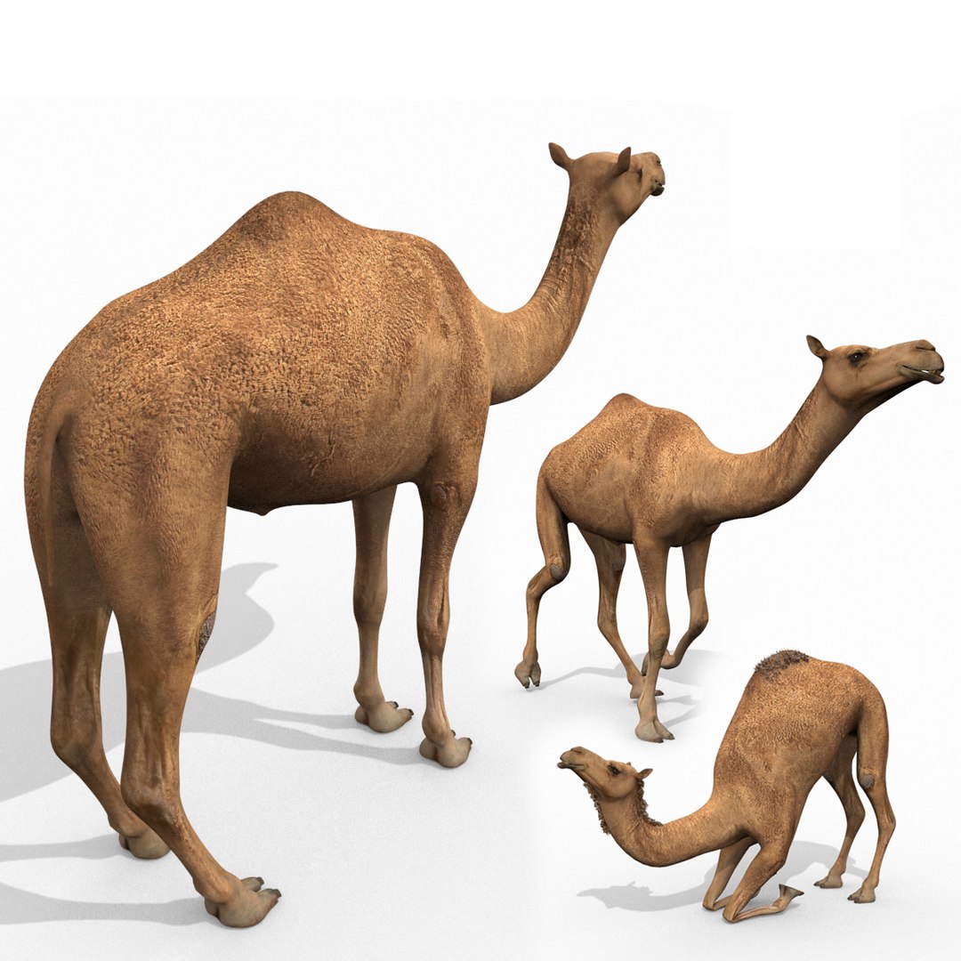 Pro Camel 8K - 3d animated model 3D model https://p.turbosquid.com/ts-thumb/q6/UNTBym/Rr/000/jpg/1622680671/1920x1080/fit_q87/8722084bd76161ca26a95839e08489e0bd39c03d/000.jpg