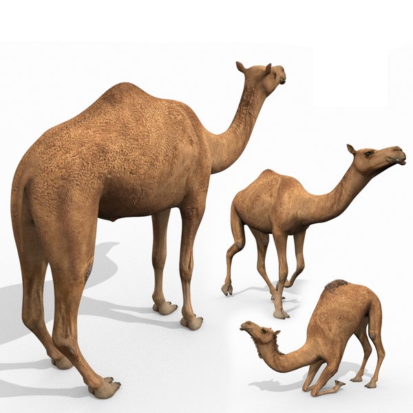 Pro Camel 8K - 3d animated model 3D model