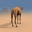 Pro Camel 8K - 3d animated model 3D model
