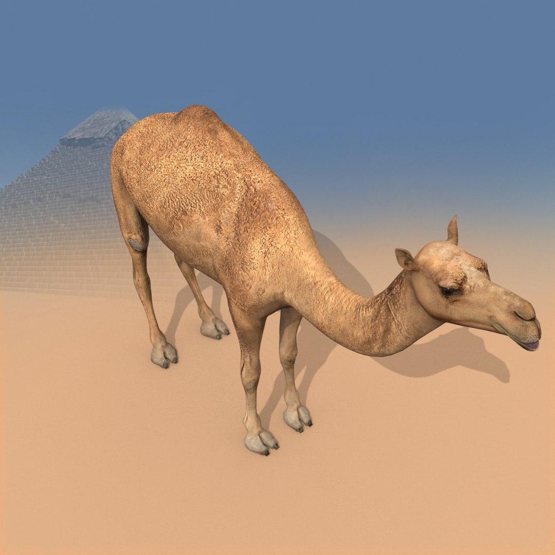 Pro Camel 8K - 3d animated model 3D model https://p.turbosquid.com/ts-thumb/q6/UNTBym/Zu/16/jpg/1622680676/1920x1080/fit_q87/8d24349a5ecb75df19684e247429dcd19f412acc/16.jpg