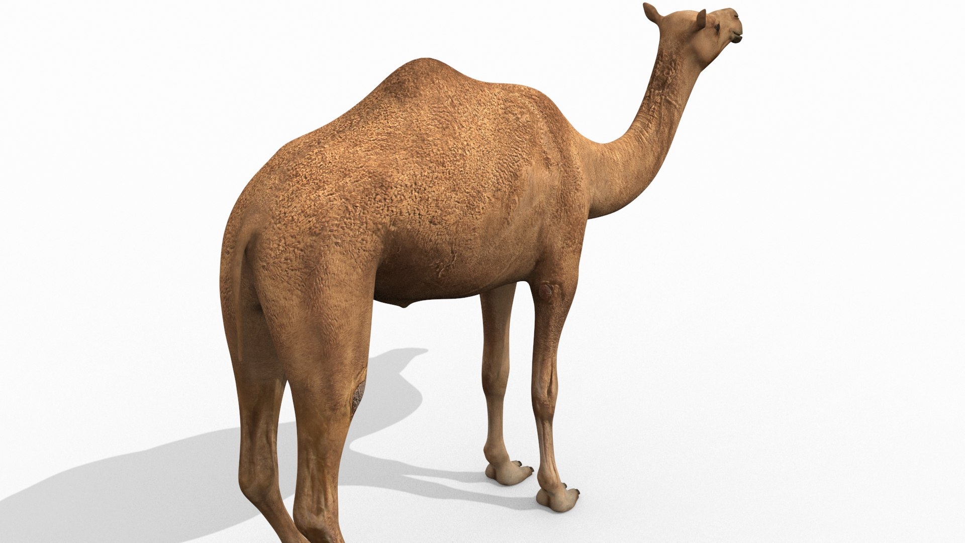 Pro Camel 8K - 3d animated model 3D model https://p.turbosquid.com/ts-thumb/q6/UNTBym/co/3/jpg/1622680673/1920x1080/fit_q87/133ca0190108ba3b142d2509f9efb1629a3be6e6/3.jpg