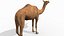 Pro Camel 8K - 3d animated model 3D model