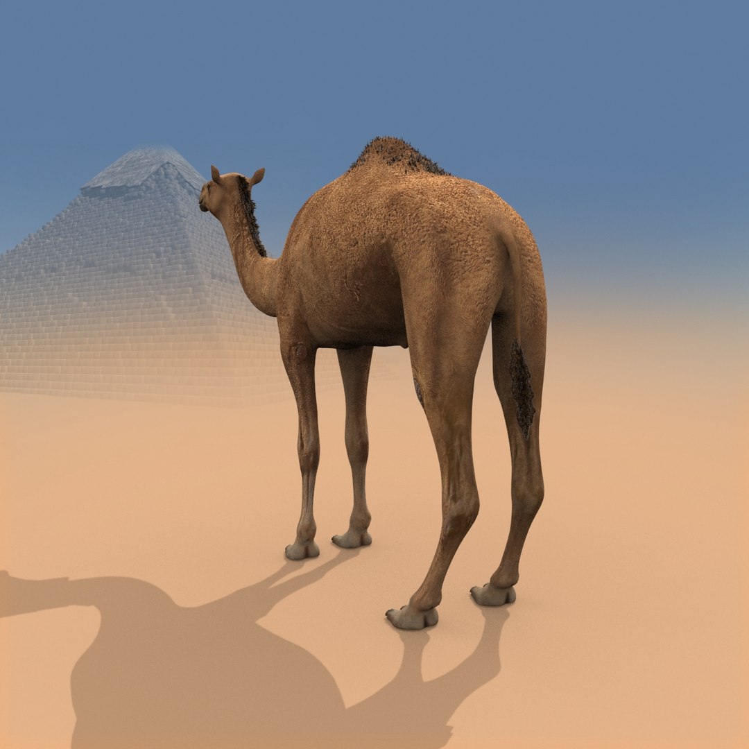 Pro Camel 8K - 3d animated model 3D model https://p.turbosquid.com/ts-thumb/q6/UNTBym/dA/15/jpg/1622680670/1920x1080/fit_q87/231fb655389b9abc34ac6b7f8532345fa8f20bd4/15.jpg