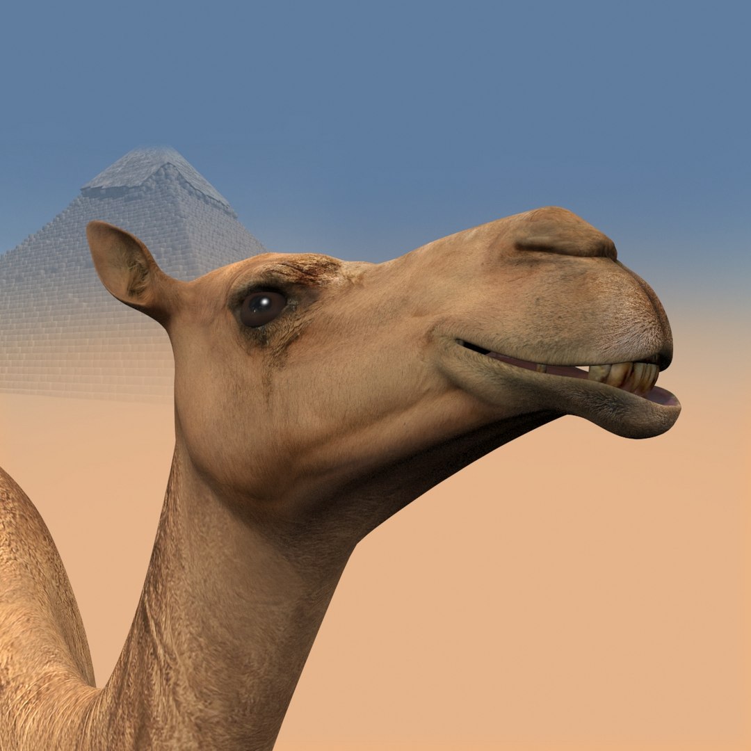Pro Camel 8K - 3d animated model 3D model https://p.turbosquid.com/ts-thumb/q6/UNTBym/h1/18/jpg/1622680670/1920x1080/fit_q87/2a8ed59661d479a01cb6a4386011687caf1b38b0/18.jpg