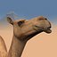Pro Camel 8K - 3d animated model 3D model