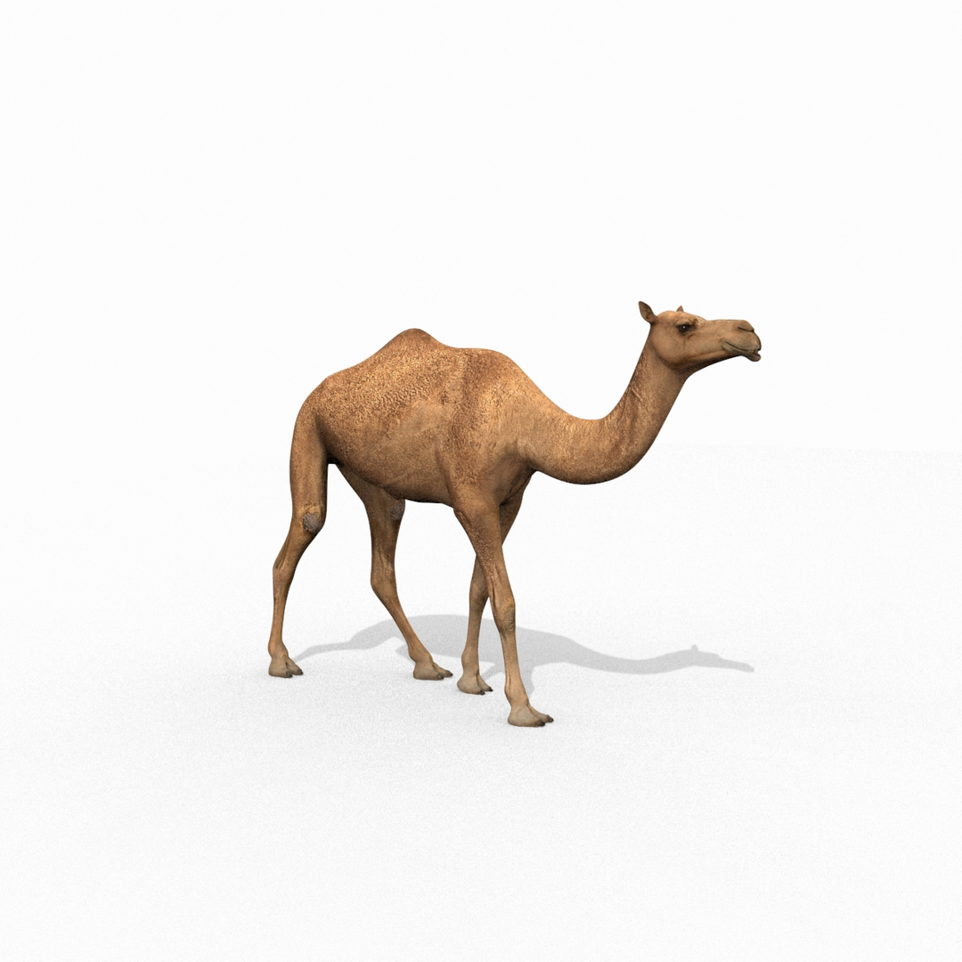 Pro Camel 8K - 3d animated model 3D model https://p.turbosquid.com/ts-thumb/q6/UNTBym/kw/image/jpg/1622682170/1920x1080/turn_fit_q99/2d57362aa17ccf6c52d425bdfc02df462760cda8/image-1.jpg