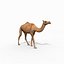 Pro Camel 8K - 3d animated model 3D model