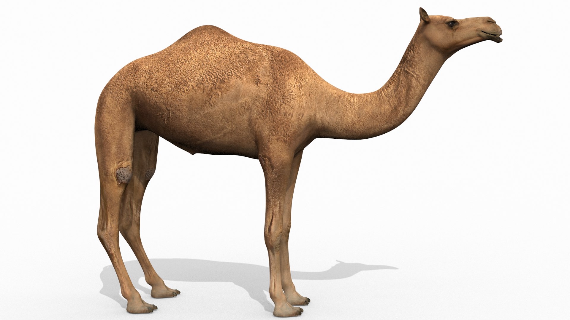 Pro Camel 8K - 3d animated model 3D model https://p.turbosquid.com/ts-thumb/q6/UNTBym/oT/1/jpg/1622680672/1920x1080/fit_q87/afe019e5f6f7ee3fbfd9d194d188b1f7621d4f2d/1.jpg