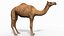 Pro Camel 8K - 3d animated model 3D model