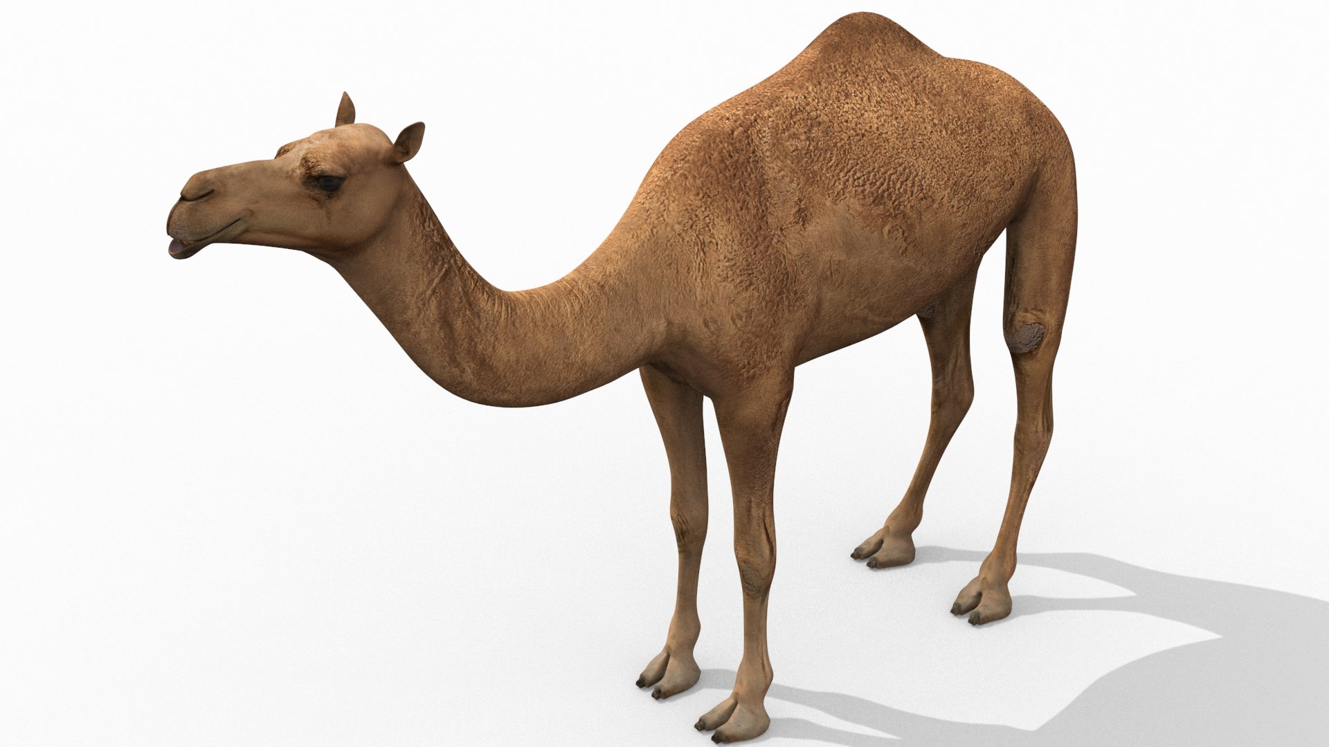 Pro Camel 8K - 3d animated model 3D model https://p.turbosquid.com/ts-thumb/q6/UNTBym/s0/5/jpg/1622680673/1920x1080/fit_q87/b91cd955e0a0ba9d2438ecbc4edbec1c39c75685/5.jpg