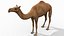 Pro Camel 8K - 3d animated model 3D model