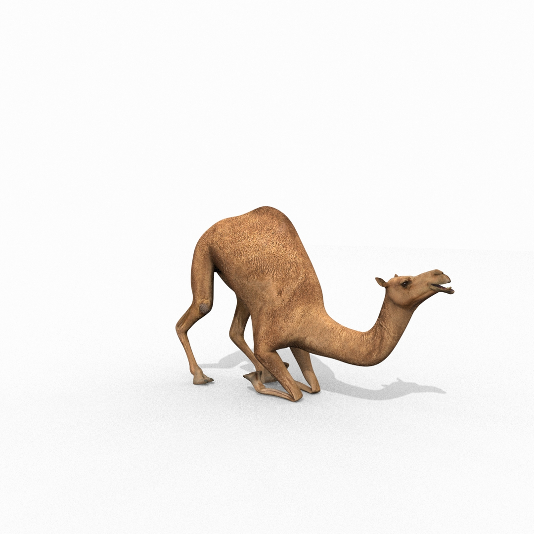 Pro Camel 8K - 3d animated model 3D model https://p.turbosquid.com/ts-thumb/q6/UNTBym/zt/image/jpg/1622681441/1920x1080/turn_fit_q99/77dd7a7908e82df4e3c6ff685c2bcc5c8ff46049/image-1.jpg