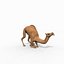 Pro Camel 8K - 3d animated model 3D model