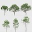 Pinus pinaster Maritime pine 3D model