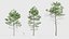 Pinus pinaster Maritime pine 3D model