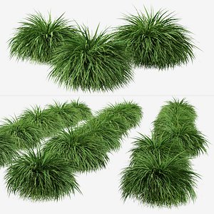 Set of Hakonechloa or Japanese Forest Grass Plant model