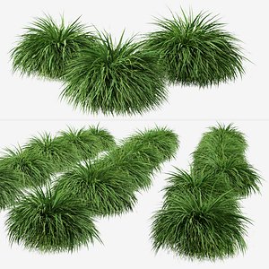 Set of Hakonechloa or Japanese Forest Grass Plant
