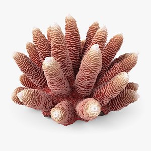 Acropora Coral S 02 3D