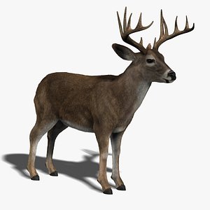 deer fur 3d obj