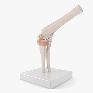 Elbow Joint Rigged