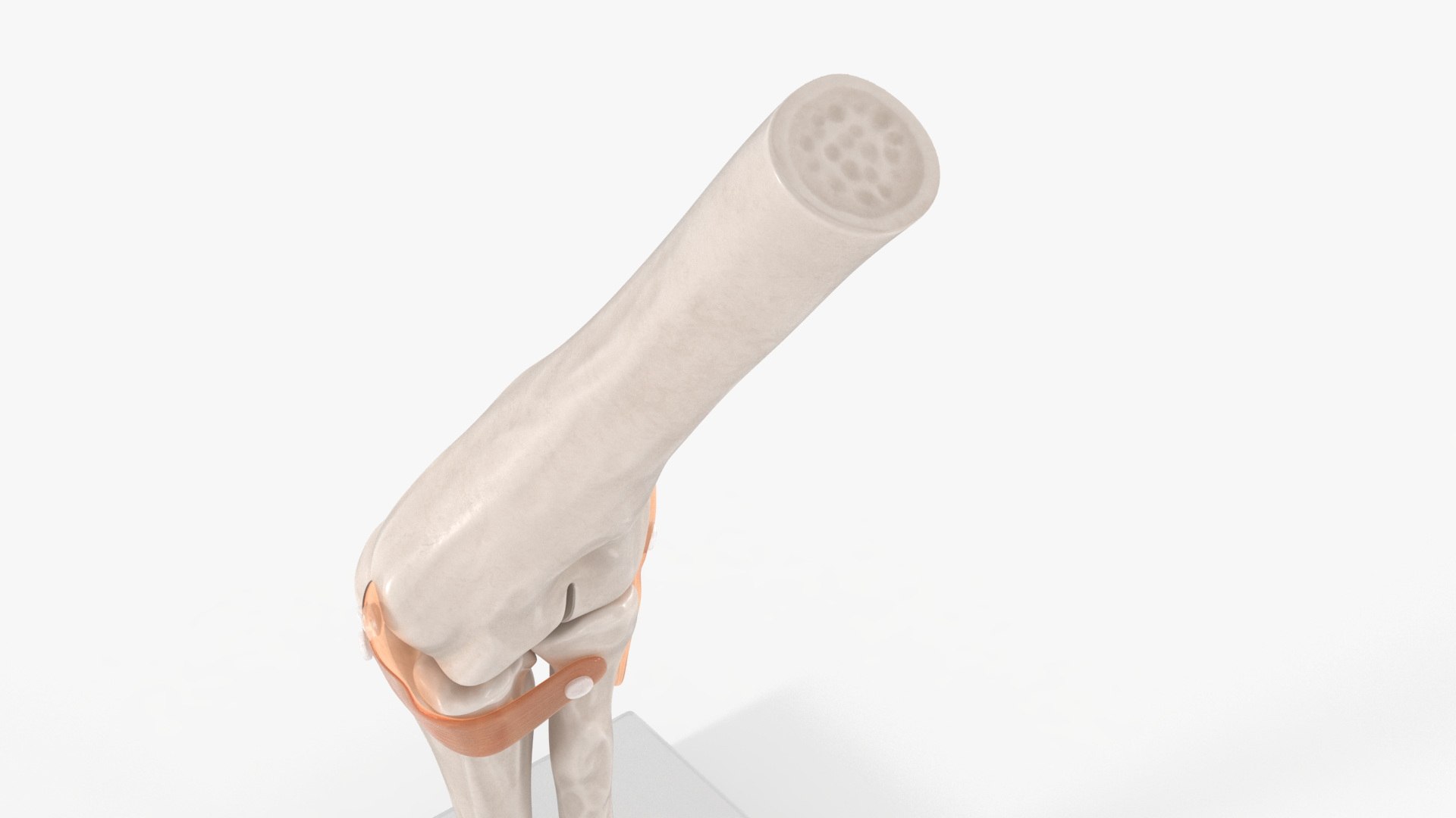 Elbow Joint Rigged 3D Model - TurboSquid 2287713