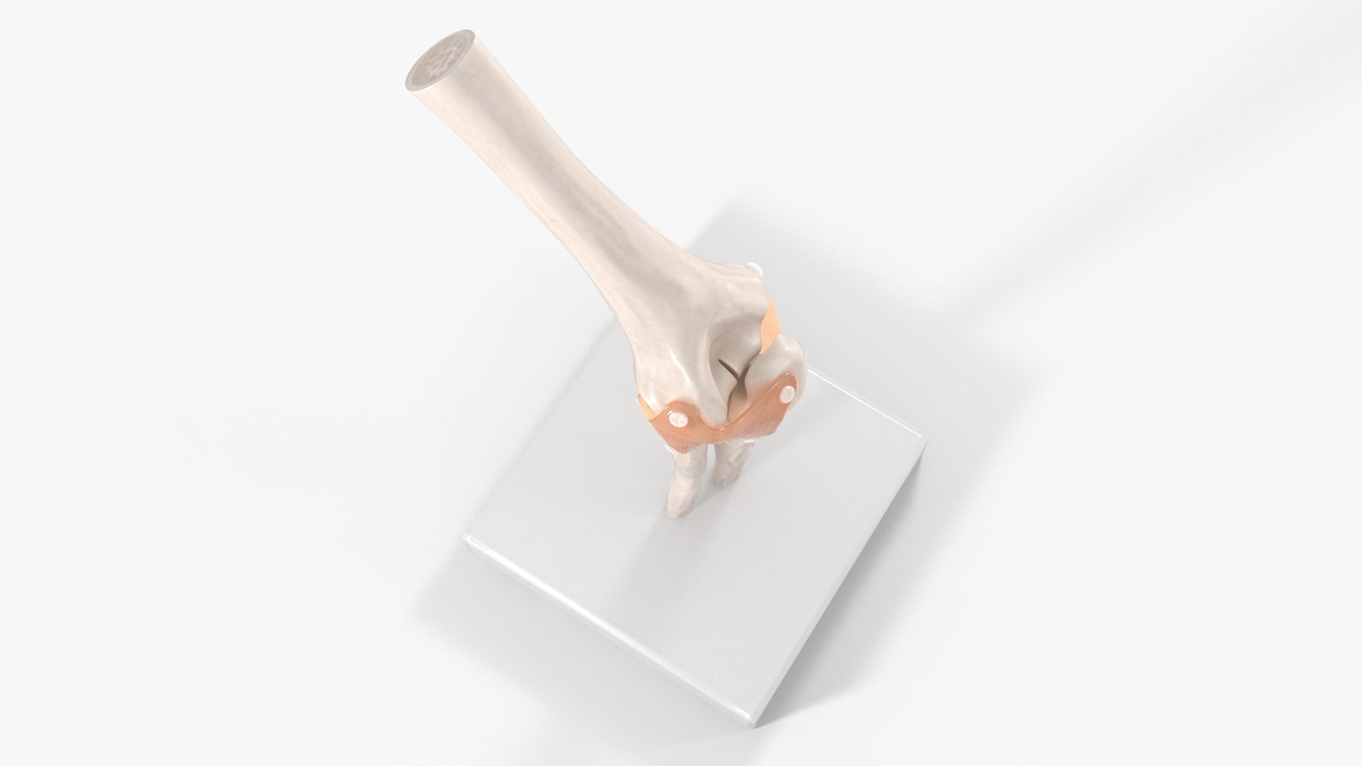 Elbow Joint Rigged 3D Model - TurboSquid 2287713
