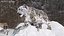 Snow Leopard on Snowy Mound Fur