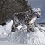 Snow Leopard on Snowy Mound Fur