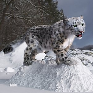 Snow Leopard on Snowy Mound Fur