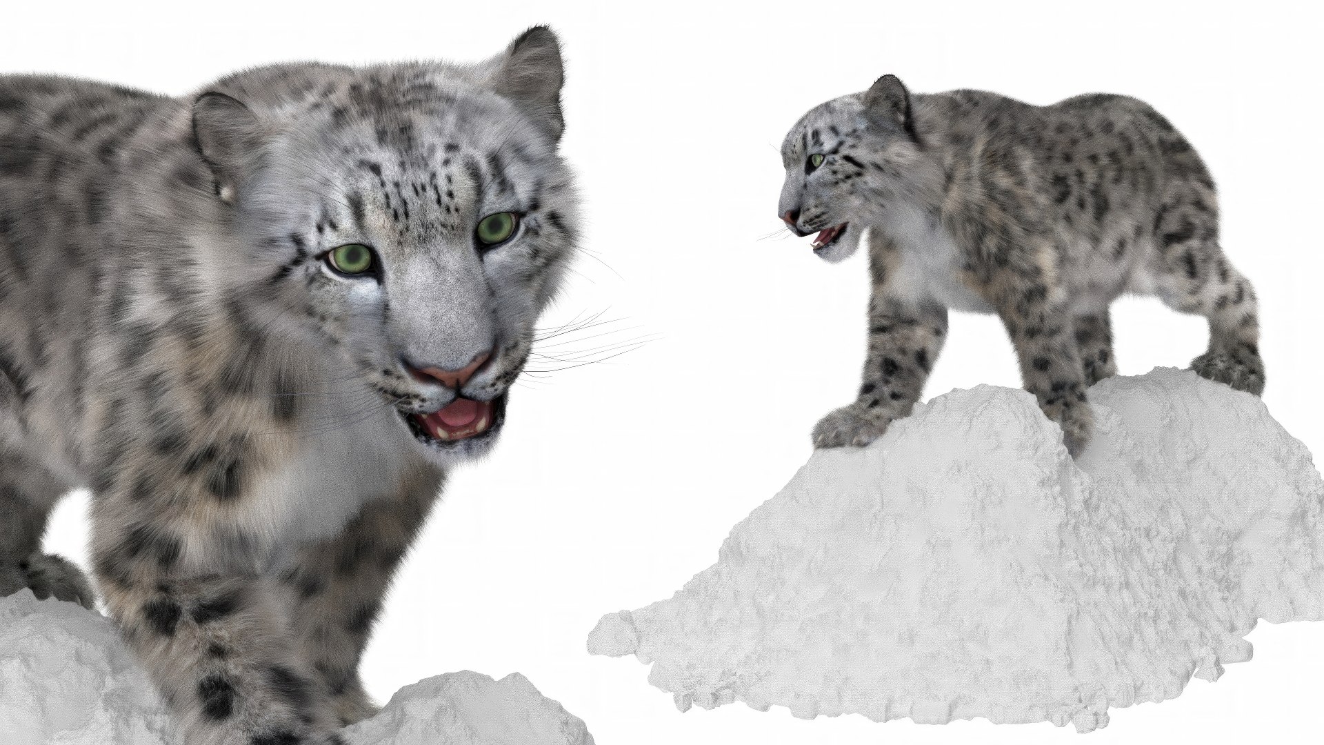Snow Leopard on Snowy Mound Fur 3D model https://p.turbosquid.com/ts-thumb/q7/EdKLOm/W4/snow_leopard_on_snowy_mound_fur_009/jpeg/1735572453/1920x1080/fit_q87/5018c9587acf99f832b79c5b75fb43745f160264/snow_leopard_on_snowy_mound_fur_009.jpg