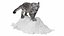Snow Leopard on Snowy Mound Fur