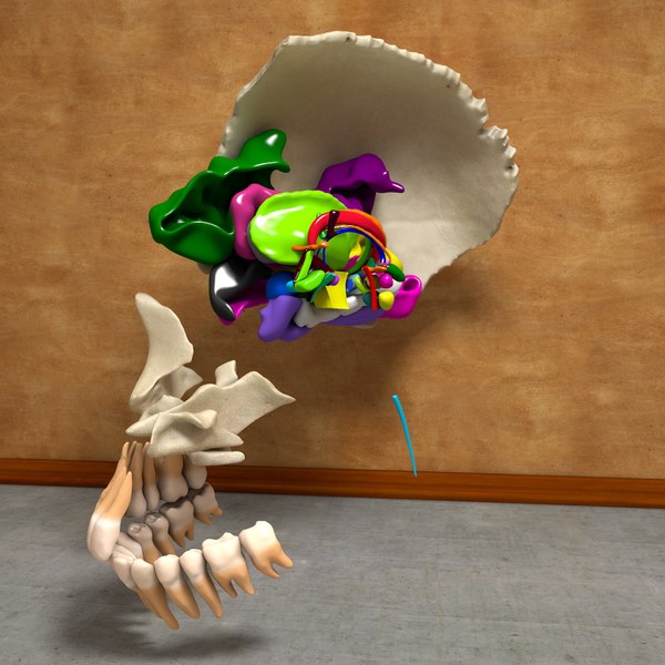 3d anatomical human skull brain