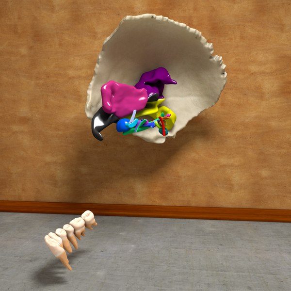 3d anatomical human skull brain