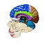 3d anatomical human skull brain