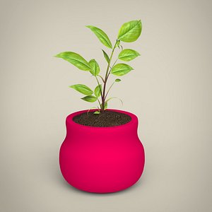Plant