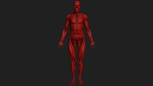Human muscular system
