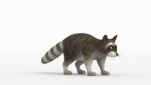 Raccoon baby 3D model
