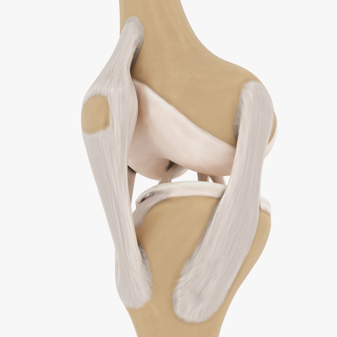 3d model joint knee https://p.turbosquid.com/ts-thumb/q7/bJpgdD/1DbA44rO/preview_02/jpg/1487065348/1920x1080/fit_q87/81ef5c80e71b6b2c2b55c7e9a2ec8cdd934109f2/preview_02.jpg