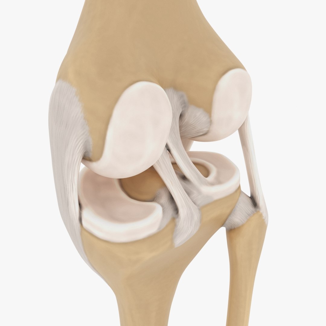 3d model joint knee https://p.turbosquid.com/ts-thumb/q7/bJpgdD/A86duweI/preview_03/jpg/1487065348/1920x1080/fit_q87/f44f67d2063681d635eb305295591783b8547b56/preview_03.jpg