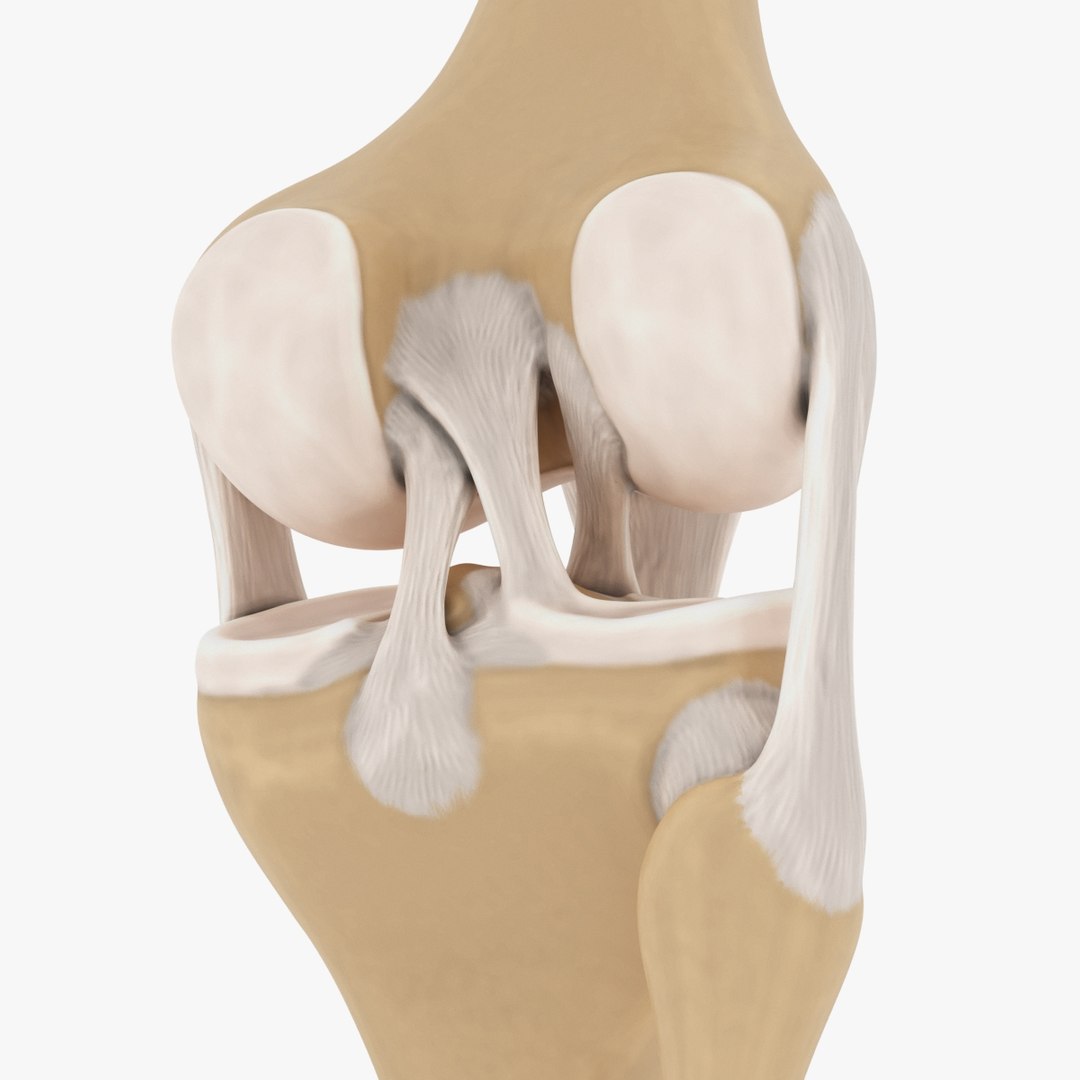 3d model joint knee https://p.turbosquid.com/ts-thumb/q7/bJpgdD/ME7e10MA/preview_04/jpg/1487065348/1920x1080/fit_q87/1b620913b09ba29bf1a1fe339ec4243f63017214/preview_04.jpg