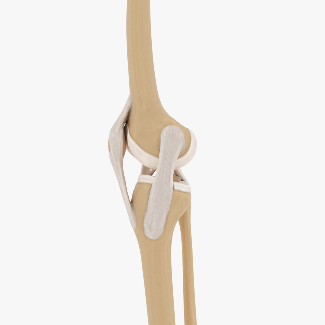 3d model joint knee https://p.turbosquid.com/ts-thumb/q7/bJpgdD/hmJuG1BF/turntable/jpg/1487065385/1920x1080/turn_fit_q99/f84c1810b79d0697adf94c6734c342e45af8b9e6/turntable-1.jpg