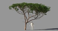 Acacia Tpye 01