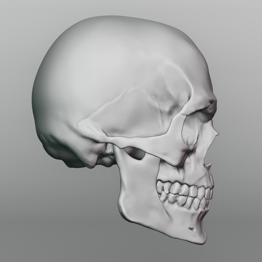 Realistic Human Skull Head 3D Model Anatomical High Detail 3D ...