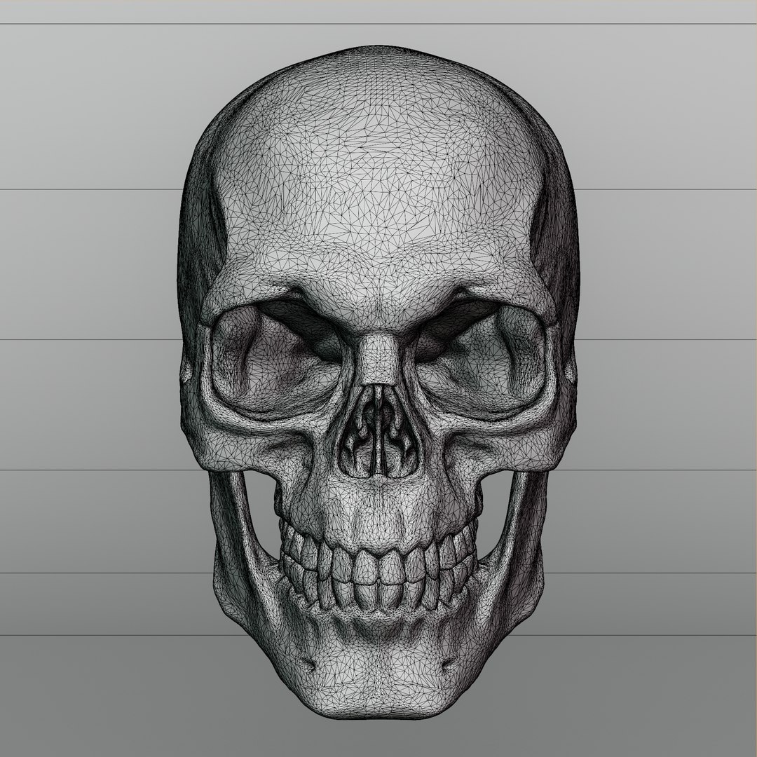 Realistic Human Skull Head 3D Model Anatomical High Detail 3D ...