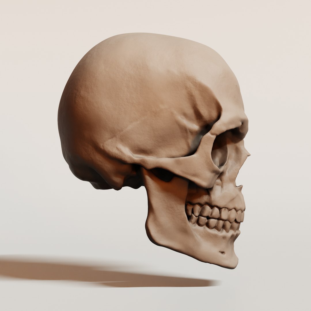 Realistic Human Skull Head 3D Model Anatomical High Detail 3D ...