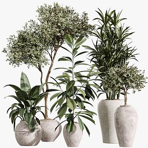 AV Indoor Plants Set 399 Olive and Dracaena Warneckii and Ficus Cyathistipula and Ficus Elastica 3D