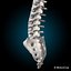 3d human rigged vertebrae skeleton model