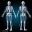 3d human rigged vertebrae skeleton model