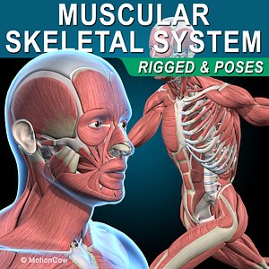 Muscles and Skeleton - Rigged